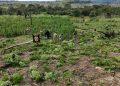 Destruyen plantación de marihuana y centros logísticos en Amambay