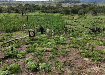 Destruyen plantación de marihuana y centros logísticos en Amambay