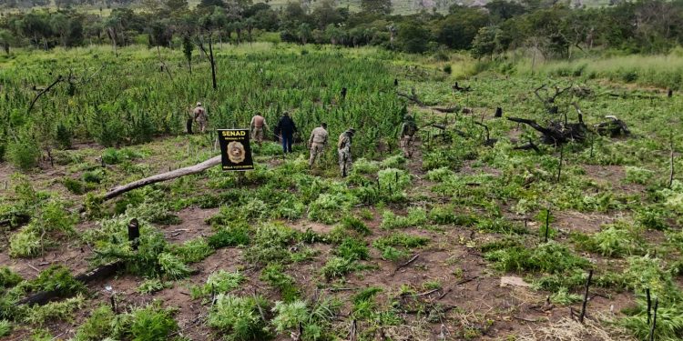 Destruyen plantación de marihuana y centros logísticos en Amambay