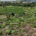 Destruye plantación de marihuana y centros logísticos en Amambay
