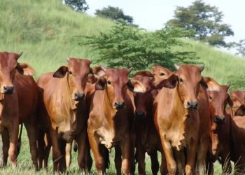 Ganadería paraguaya registra mayor concentración y caída en el número de productores