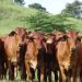 Ganadería paraguaya registra mayor concentración y caída en el número de productores