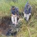 Identifican a hombre hallado calcinado en Pedro Juan Caballero