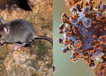 Infectóloga aclara que el hantavirus detectado en crucero no representa una situación similar al COVID-19