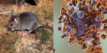 Infectóloga aclara que el hantavirus detectado en crucero no representa una situación similar al COVID-19