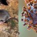Infectóloga aclara que el hantavirus detectado en crucero no representa una situación similar al COVID-19
