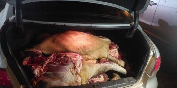 Aprehenden a presunto implicado en caso de abigeato e incautan más de 200 kilos de carne en Ypejhú