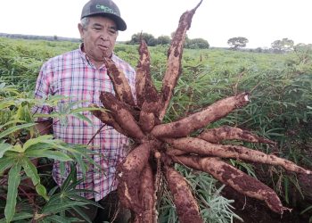 Productores de Coronel Bogado fortalecen cultivo de mandioca con apoyo técnico del MAG