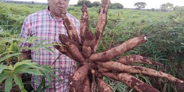 Productores de Coronel Bogado fortalecen cultivo de mandioca con apoyo técnico del MAG