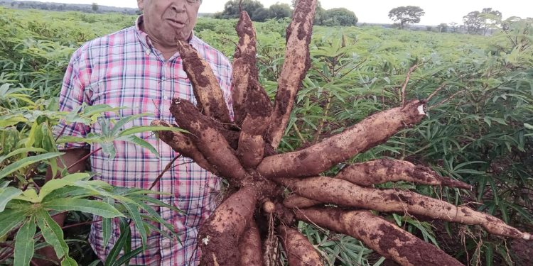 Productores de Coronel Bogado fortalecen cultivo de mandioca con apoyo técnico del MAG