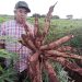 Productores de Coronel Bogado fortalecen cultivo de mandioca con apoyo técnico del MAG