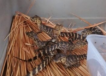 Incautan siete crías de yacaré y detienen a presunto traficante de fauna silvestre
