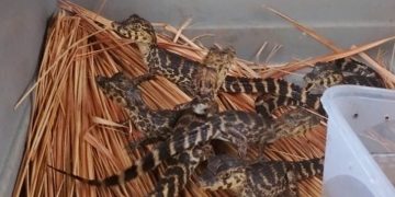 Incautan siete crías de yacaré y detienen a presunto traficante de fauna silvestre