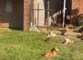 Rescatan a 47 perros y detienen a una mujer por presunto maltrato animal en Ypané