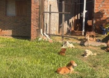 Rescatan a 47 perros y detienen a una mujer por presunto maltrato animal en Ypané