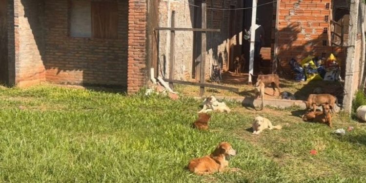 Rescatan a 47 perros y detienen a una mujer por presunto maltrato animal en Ypané