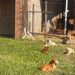 Rescatan a 47 perros y detienen a una mujer por presunto maltrato animal en Ypané