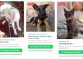 Mascotas perdidas: habilitan nueva herramienta digital para reportes