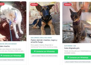 Mascotas perdidas: habilitan nueva herramienta digital para reportes
