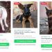 Mascotas perdidas: habilitan nueva herramienta digital para reportes