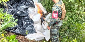 SENAD destruyó 83 toneladas marihuana causando una pérdida de USD 12 millones