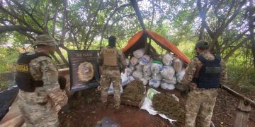 SENAD eliminó centro de producción y acopio de marihuana en Canindeyú