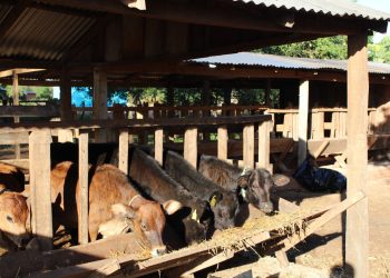 Lanzan recomendaciones para proteger la producción pecuaria ante riesgo de heladas