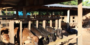 Lanzan recomendaciones para proteger la producción pecuaria ante riesgo de heladas