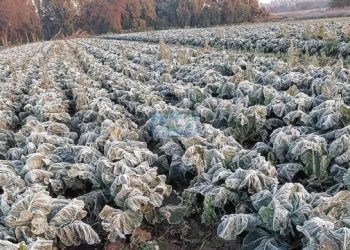 Ministerio de Agricultura emite alerta agrometeorológica ante riesgo de heladas