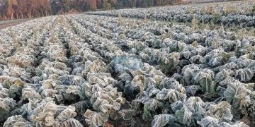 Ministerio de Agricultura emite alerta agrometeorológica ante riesgo de heladas