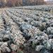 Ministerio de Agricultura emite alerta agrometeorológica ante riesgo de heladas