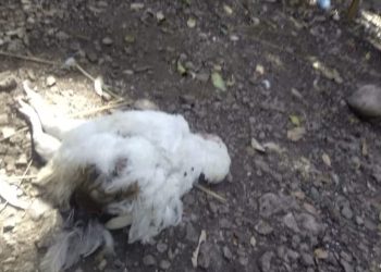 Senacsa investiga mortandad de aves en Ñacunday