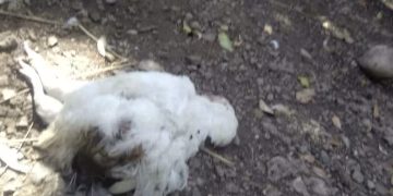 Senacsa investiga mortandad de aves en Ñacunday
