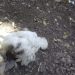 Senacsa investiga mortandad de aves en Ñacunday