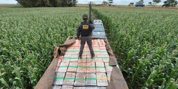 Incautan más de 6 toneladas de marihuana paraguaya en Brasil