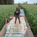 Incautan más de 6 toneladas de marihuana paraguaya en Brasil