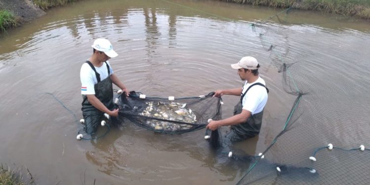 Piscicultura, una oportunidad en crecimiento y su contribución a Hambre Cero