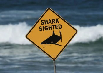 Murió pescador submarino en tercer ataque mortal de tiburón en Australia