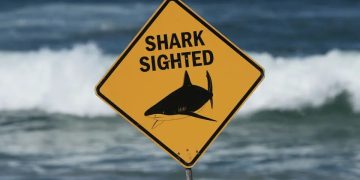 Murió pescador submarino en tercer ataque mortal de tiburón en Australia