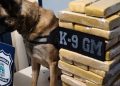 Perros antidrogas descubren marihuana en un ómnibus y detienen a dos paraguayos