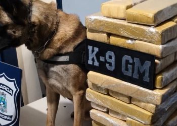 Perros antidrogas descubren marihuana en un ómnibus y detienen a dos paraguayos