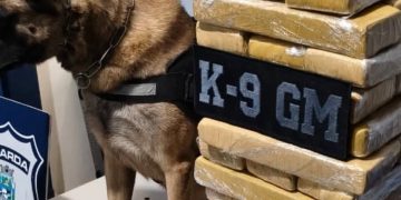 Perros antidrogas descubren marihuana en un ómnibus y detienen a dos paraguayos