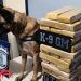 Perros antidrogas descubren marihuana en un ómnibus y detienen a dos paraguayos