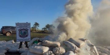 Incautan y destruyen más de siete toneladas de marihuana en Amambay