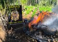 Erradican 18 toneladas de marihuana y desmantelan dos campamentos en Bella Vista Norte