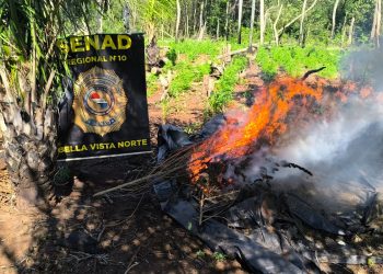 Erradican 18 toneladas de marihuana y desmantelan dos campamentos en Bella Vista Norte