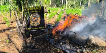 Erradican 18 toneladas de marihuana y desmantelan dos campamentos en Bella Vista Norte