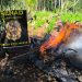 Erradican 18 toneladas de marihuana y desmantelan dos campamentos en Bella Vista Norte