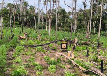 Erradican cultivos de marihuana con producción estimada en 15 toneladas en Amambay