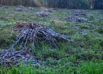 Escarchas en el sur del país marcan el amanecer más frío del año